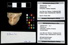 Foto (Objekt + Etikett) von Pithonoton sp.  (NHMW-GEO-1990-0041-4767)